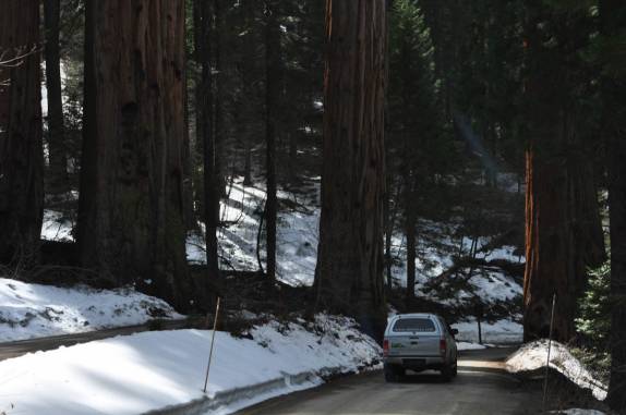 As primeiras sequoias quando se chega na parte alta do Sequoia National Park, na Califórnia - EUA